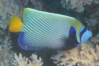 Pomacanthus imperator - Imperator-Kaiserfisch (Imperator)